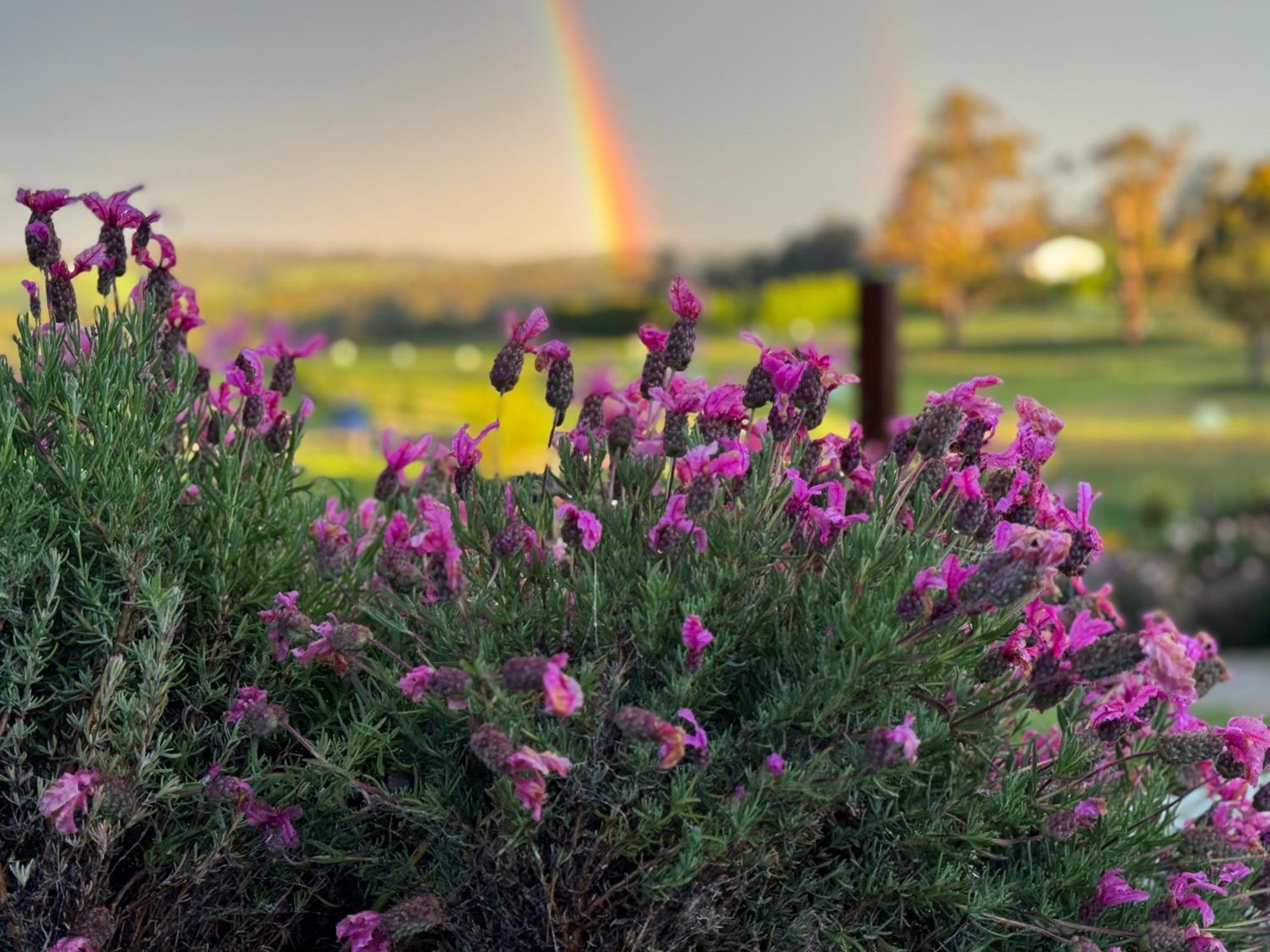 Wake Up To Stunning Views - Luxury Summer Escape By Scotch Hill Truffle Farm Hotel Neerim South Exterior photo