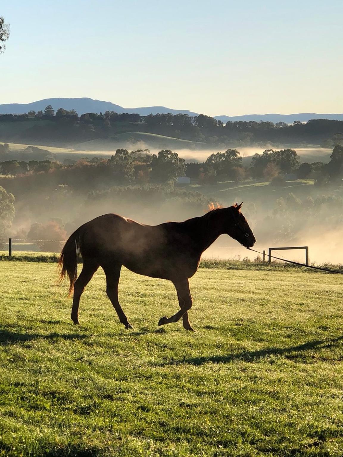 Wake Up To Stunning Views - Luxury Summer Escape By Scotch Hill Truffle Farm Hotel Neerim South Exterior photo